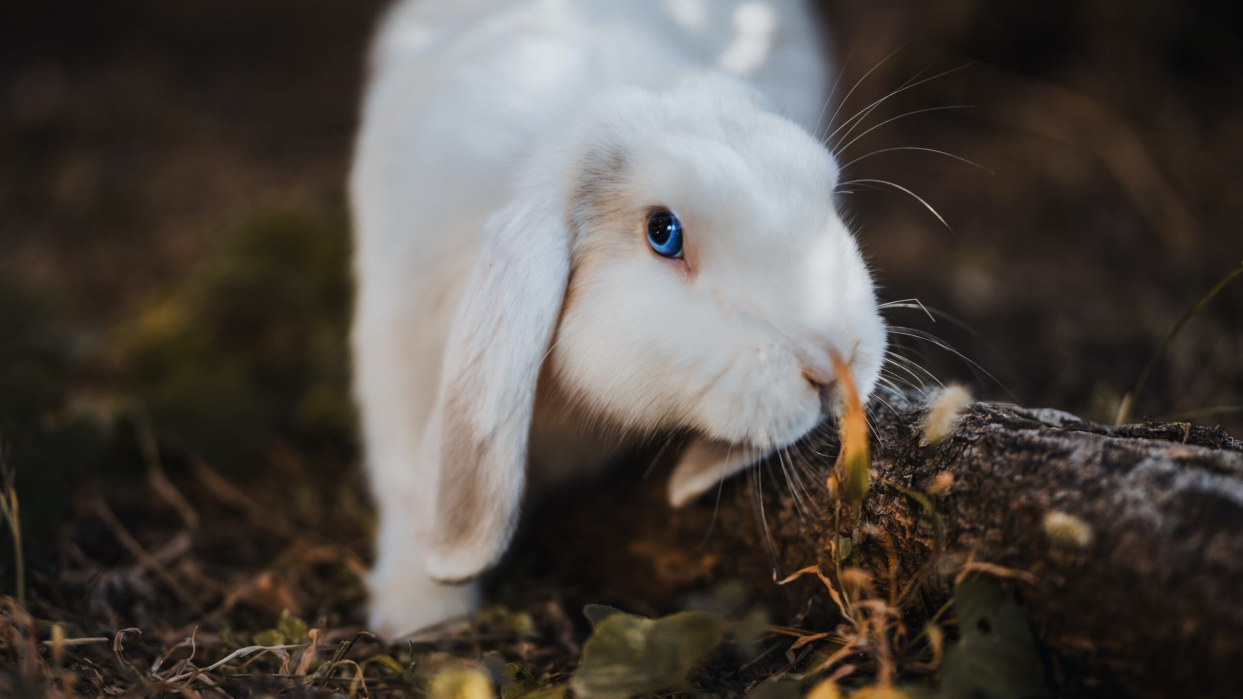 东决焦点战，火箭一剑封喉斩落猛龙，终场3秒改写命运