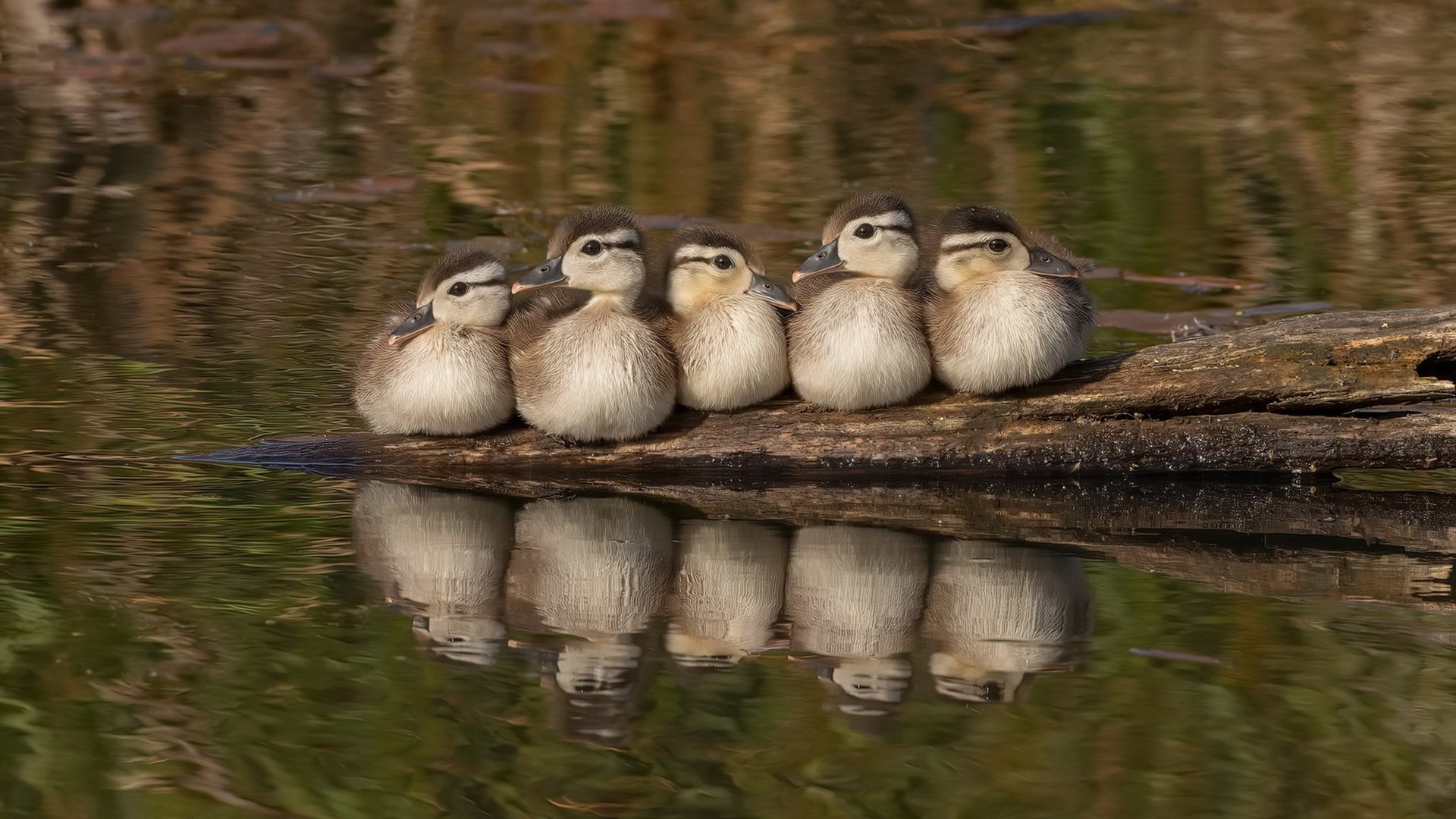 一记惊世怒射,浇灭万达大都会!法比尼奥超级世界波引爆,塞维利亚闪电战击沉马德里竞技