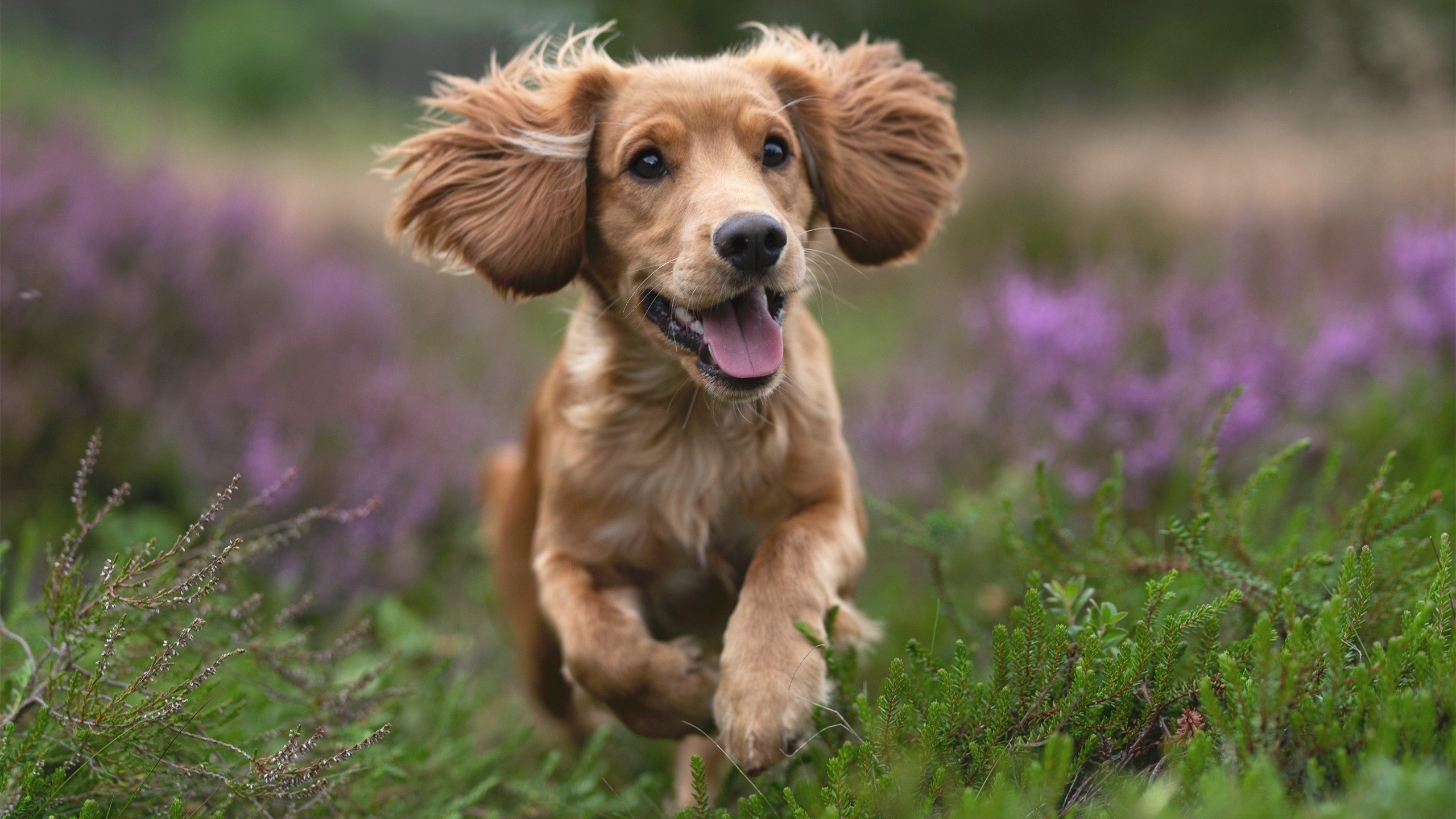 开云体育登录-迪亚斯逆境爆发闪耀赛场，德国战车无情粉碎洪都拉斯