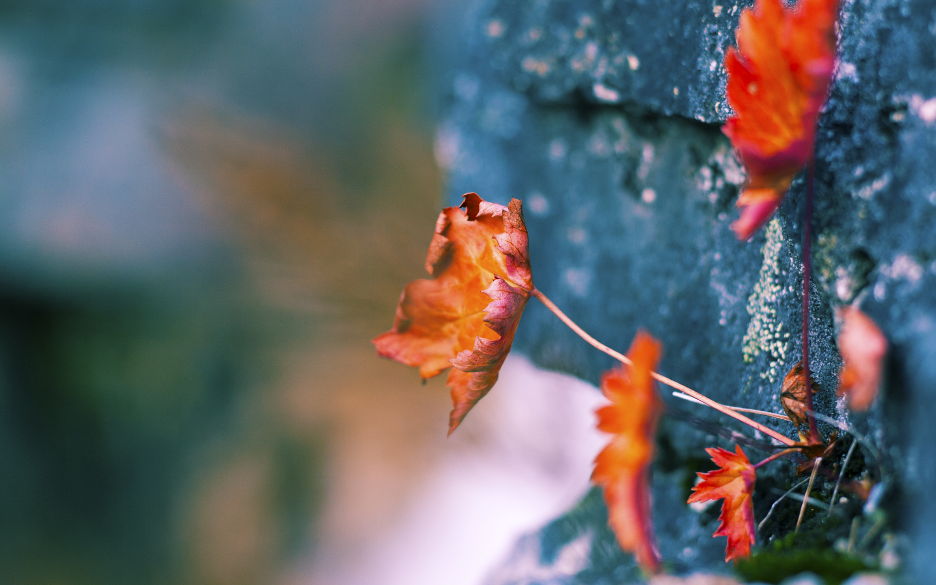 末节嗜血15分!东契奇疯狂三双率独行侠赢下天王山之战