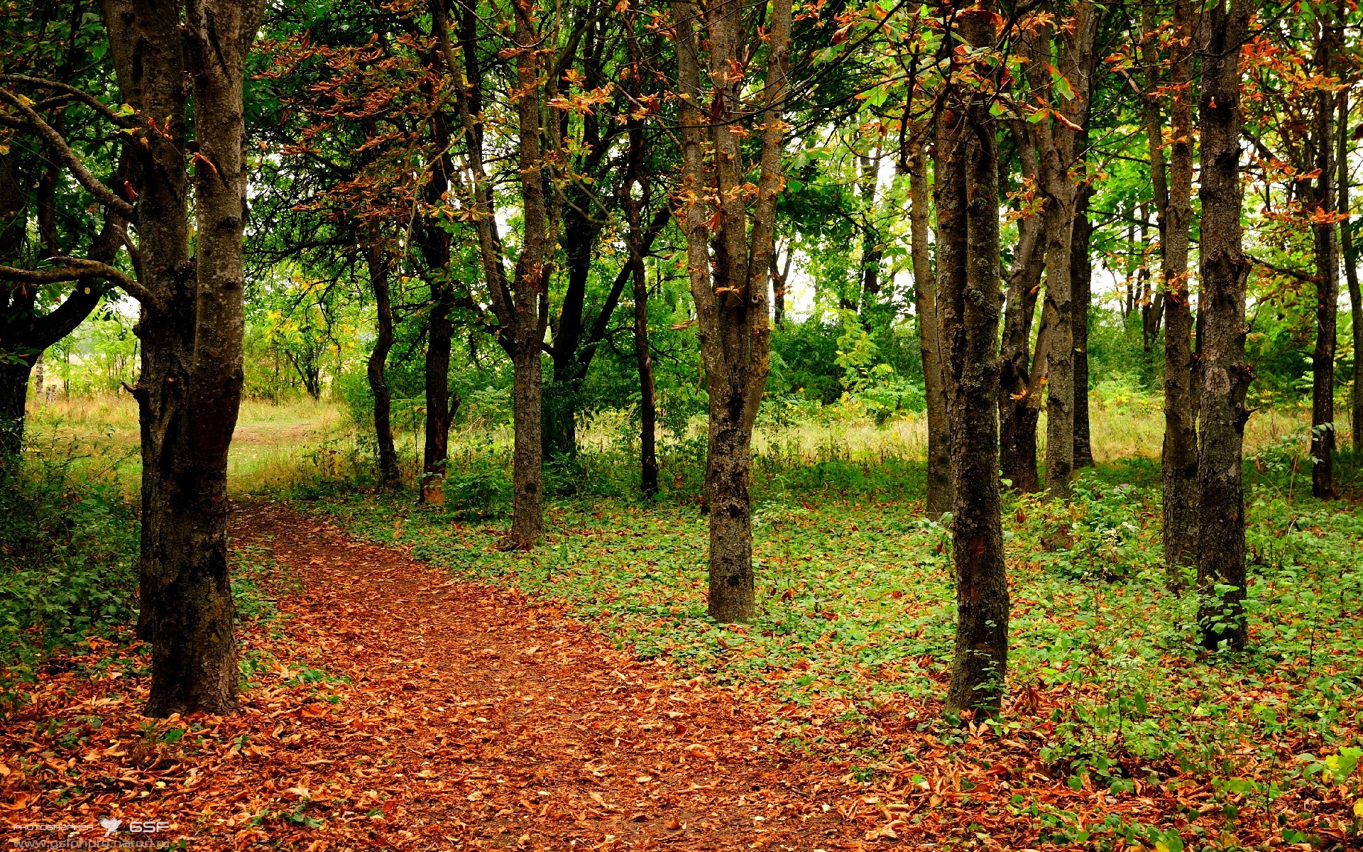 开云体育登录-迪马利亚，照亮比利时险胜的一束探照灯