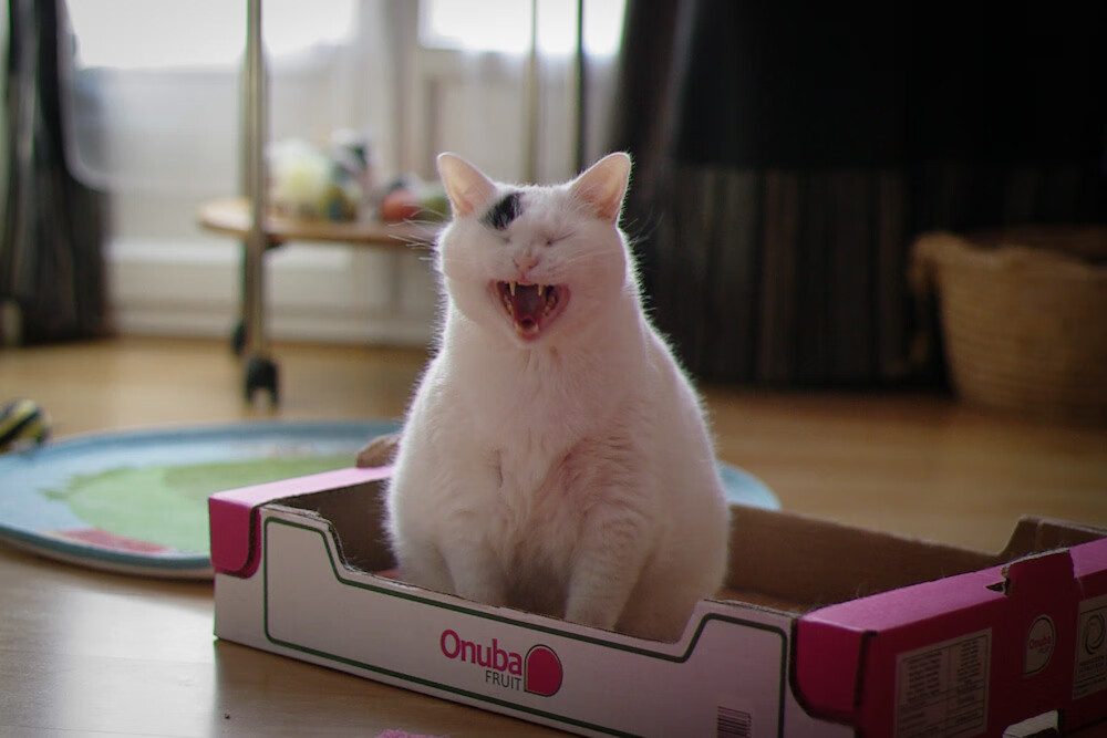 开云体育-星系战报，广厦稳擒飞鹰，哈利伯顿西决封神