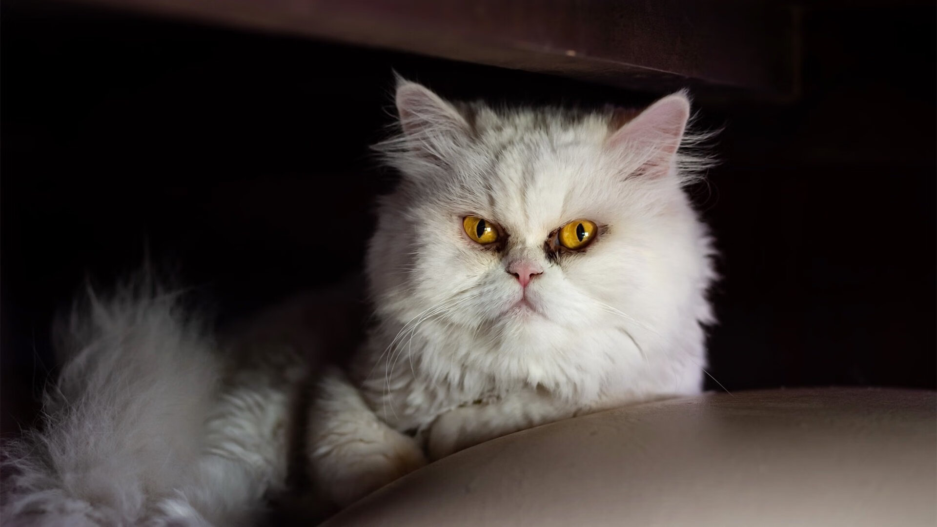 开云体育APP下载-弯道与禁区，当F1的轮胎青烟遇上NBA的肌肉碰撞—速度与力量的双重盛宴