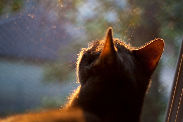 当41分的职业生涯之夜沦为历史脚注,恩比德的悲壮独舞