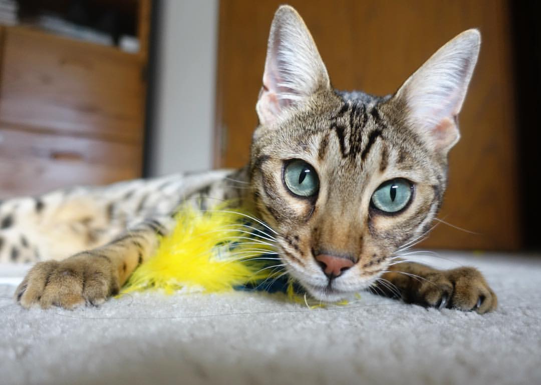 挣脱冰封,展露獠牙,西亚卡姆在孟菲斯风暴夜的破局宣言