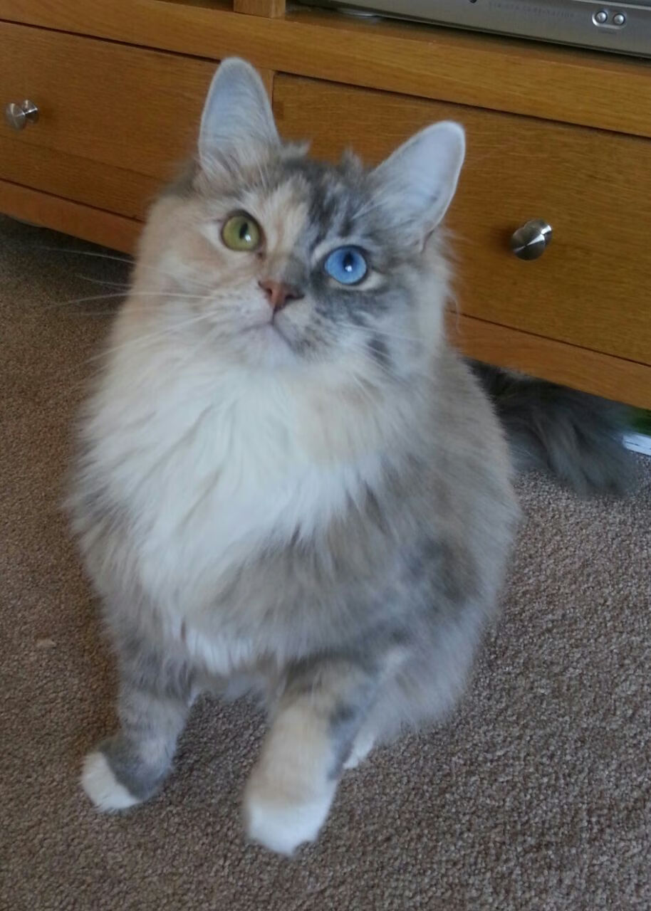 开云体育入口-北非之矛刺穿东欧铁壁！布鲁诺生死时刻的绝命一击改写历史