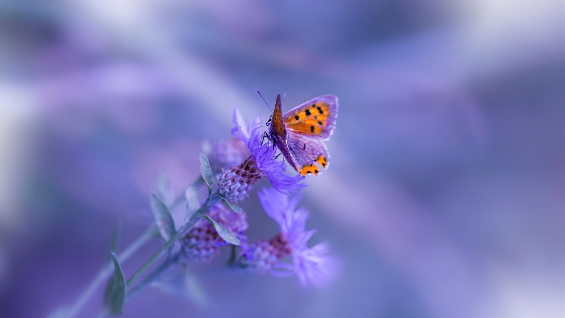 草根与世界,当上海大鲨鱼咬疼菲尼克斯太阳