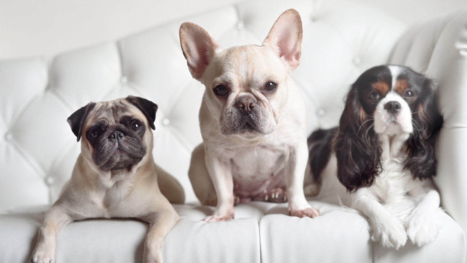 开云sport-数据狂欢与胜利美学，约基奇的完美评分与开拓者的险胜叙事