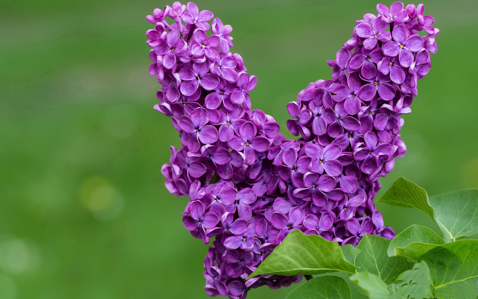 北欧极光与阿特拉斯雄狮的碰撞,2026世界杯首场数字炼金术之战