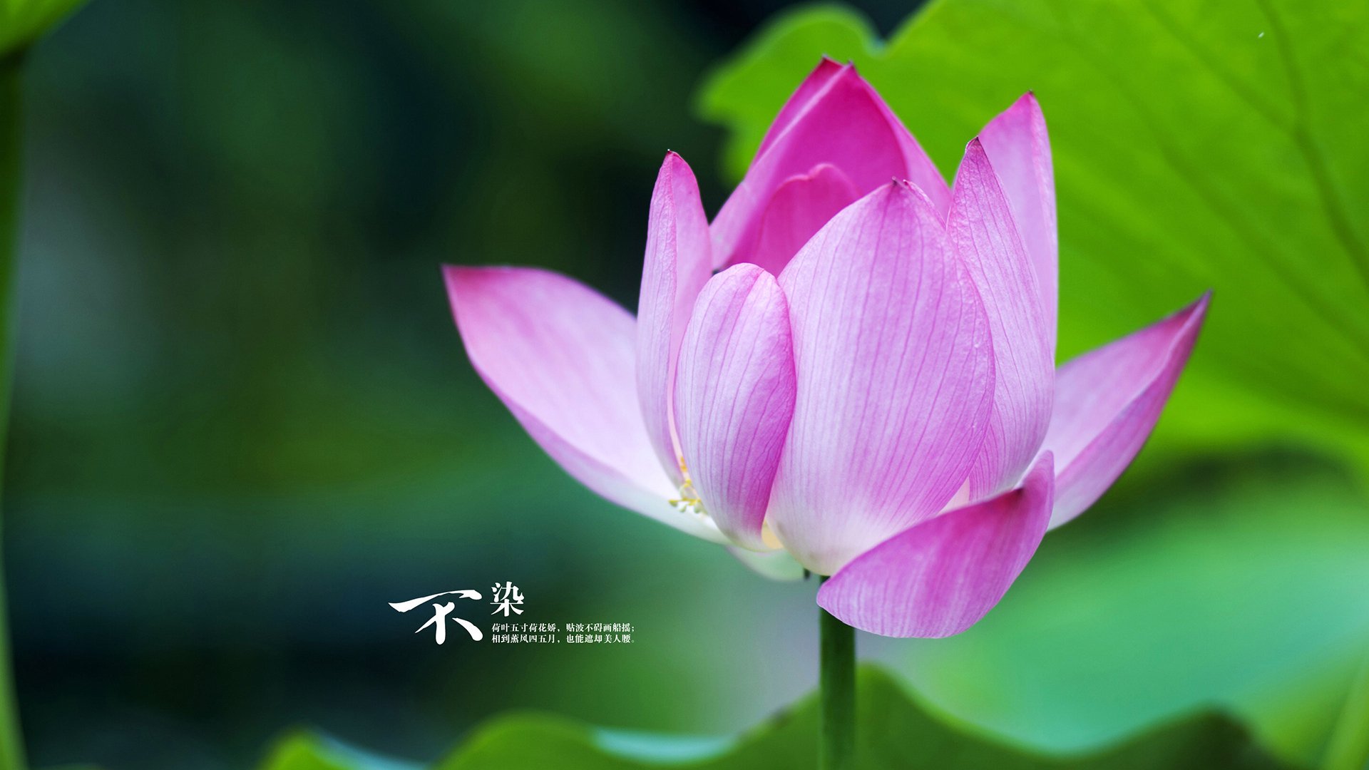 开云sport-唯一瞬间，当贝林厄姆的星光点燃威尔士之夜，皇家社会的终场哨声